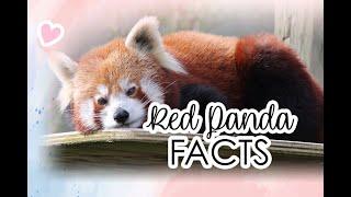 10 FACTS You Didn't Know About RED PANDAS