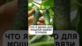 Народный рецепт огромного урожая огурцов - Что сделать для мощной завязи #огород #дача #сад #урожай