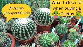 What to look for when Buying a Cactus | A Cactus Buyers Guide