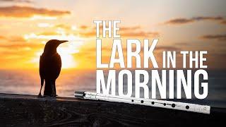 The Lark in the Morning (jig) Tin Whistle Lesson