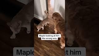 Waffles has some complaints to voice #cats #dogs #siblings