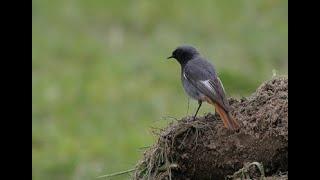 Black redstart 1h bird sound