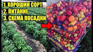 Собираю ТОННЫ ПЕРЦА с маленького участка! 