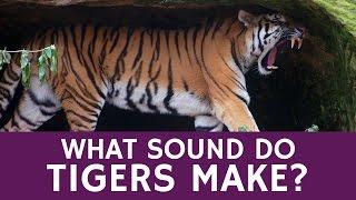 What Sounds Tigers Make Besides Roaring - Types of Animal Infrasound Communication