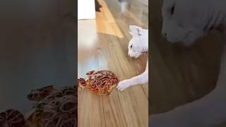 how I turn fails to art #funnyanimals #animalart #funnypets #petlover #cat #funny #gift #petfails