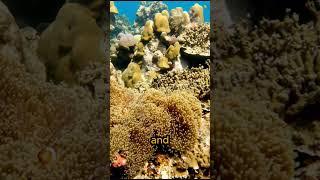 Great Barrier Reef Adventure: Discover Australia's Underwater Wonderland | Dive Travel Vlog 2023