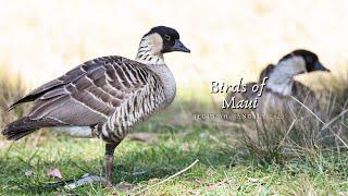 Birds of Maui, Hawaii