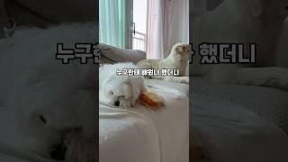 가만히 쳐다보다가 은근 슬쩍~넘 웃긴 포실이 #귀여워