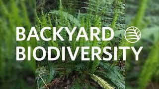 Deer Fern, Struthiopteris spicant (syn. Blechnum spicant): Backyard Biodiversity with Linda Jennings