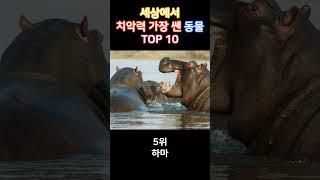 세상에서 치악력 가장 쎈 동물 TOP 10