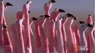 These Flamingos Have Sweet Dance Moves  Wild Argentina