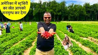 नहीं देखा होगा ऐसा सुन्दर अमेरिकन खेत STRAWBERRY FARMS in USA - AMERICA ka khet