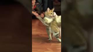 Funny Dancing Cats #viralshorts #sweet