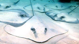 snorkling with Maldives' rays