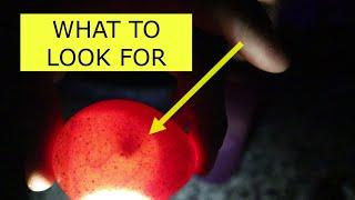 HOW TO CANDLE EGGS AND WHAT TO LOOK FOR!