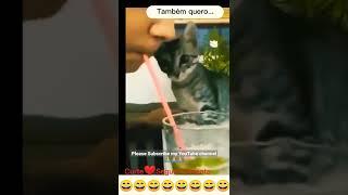Funniest Cat Video | Funny Cats video | Funny Cats memo #cat #funnycat #pet #catforever #catlover