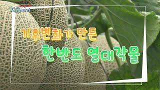 [트렌드 지금 여기] 기후변화가 만든 한반도 열대작물 / 연합뉴스TV (YonhapnewsTV)