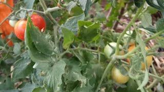 summer ️ gardening tips &care||easy all plant solution||Home maker asha Sharma mini morning vlog