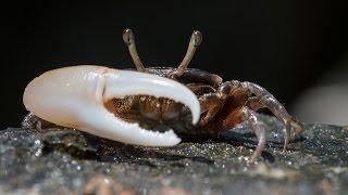 Facts: The Fiddler Crab