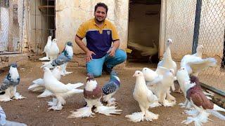 Ground Birds, Fancy Kabootar, Pheasant Farming, Peacock Dance, Hen Hatching Chiks Hsn Entertainment