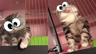 Mission IMPOSSIBLE CAT| GATO DE MISION IMPOSIBLE | FUNNY VIDEOS 2021