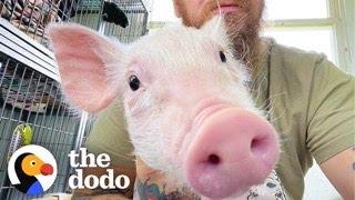 Demanding Rescue Pig Has A Very Specific Nighttime Routine | The Dodo