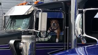 Dog driving. Delivery of a good mood