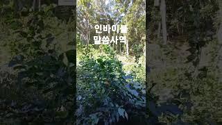 신앙가이드 #인바이블 말씀사역 #amen #shorts