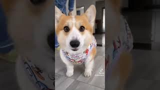 Đá long nheo đi vào lịch sử #dog #cat #chó #mèo #shorts