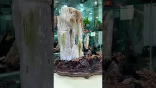 缅甸树化玉，#树化玉 #木化石 #硅化木 #玉石 #远古树木 #化石   #宝石 #地质奇观 #珍贵藏品 #自然瑰宝 #纹理独特 #色彩丰富 #观赏价值  #收藏价值