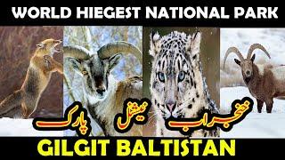 World Highest National Park in Pakistan || Wild animals of Khunjerab National Park