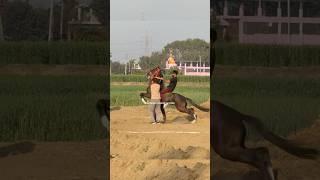 Unleashed : Bareback Riding Highlights #Freedom #rider #horse #horseridingclub