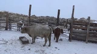 Сделали в сарае клетки. Первая ночь Коров в сарае.