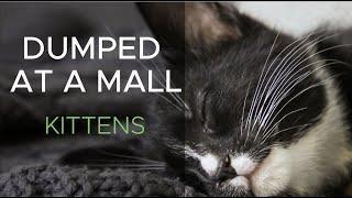 Kittens dumped at a Mall | RSPCA South Australia