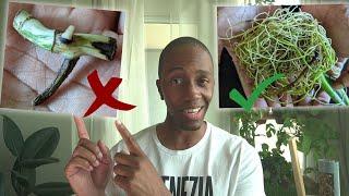 Prevent and treat Monstera root rot | save your cuttings!