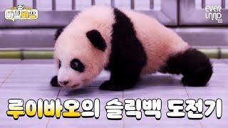 World’s first baby panda ‘Luibao’ doing slick back! Baobao EP.12 Slick back challenge