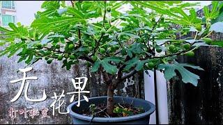 無花果“美顏”秘笈，只需一個“打葉”小動作，無花果個大、甜蜜