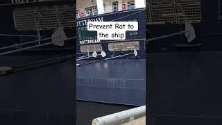 Prevent Rat to the ship #cruise #cruiseship #rat #travel #shorts