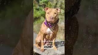 Hager Kennels  #apbt #puppy #tomgarner #gamedog #americanpitbullterrier #fyp #shorts
