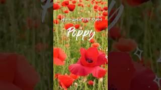 대구 근교에서 만나볼 수 있는 양귀비 (+청보리밭) #shorts #shortvideo #flowers #travel #blooming #blossom #poppy