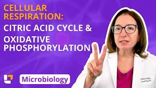 Cellular Respiration: Citric Acid Cycle & Oxidative Phosphorylation: Microbiology | @LevelUpRN