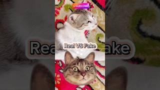 Cat Real VS Fake 2  #cat #ringtone