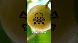 Манцинелла — самое ядовитое дерево на планете