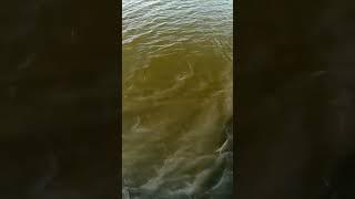 Swing and a miss #fishing #musky #fishingshorts #muskyfishing #fish #shorts #nature #wildlife