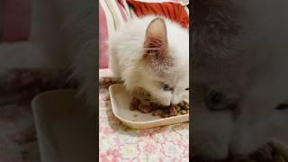 Veating #asmr