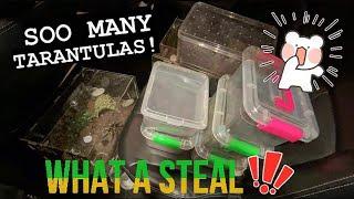 BUNCH of New TARANTULAS ~ WHAT A STEAL !!!!