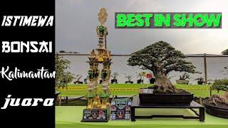 INSPIRASI BONSAI KALIMANTAN/tausi TAMPIL BEST IN SHOW.