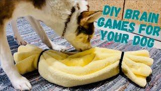 How to Design DIY Brain Games for Your Anxious or Bored Dog