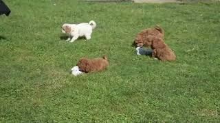 F1B Cavapoo Puppies For Sale