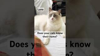 Does your cats know their name? #cat #shorts #funny